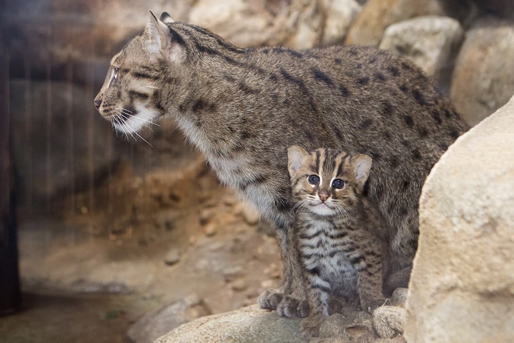 Denver Zoo welcomes a baby fishing cat to the world and its baby