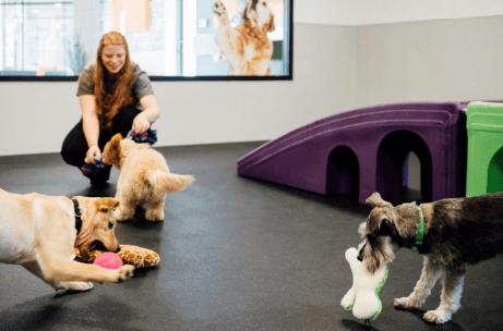 Dogtopia looking at rapid expansion in Colorado Denverite