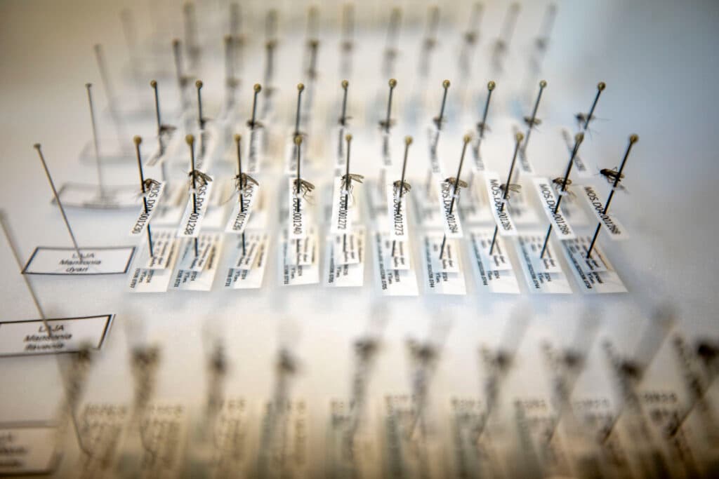 Mosquitoes are attached to pins and labels arranged in neat rows. They're separated by species type, and not much larger than the heads of the pins they're connected to.