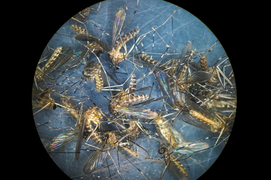 A close-up look at dead mosquitoes. They're piled on top of each other, a maw of wings, legs and abdomens; the image is surrounded by a black circle, so you know you're looking through a microscope