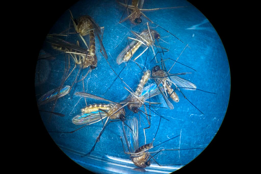 A close-up look at dead mosquitoes. They're piled on top of each other, a maw of wings, legs and abdomens; the image is surrounded by a black circle, so you know you're looking through a microscope