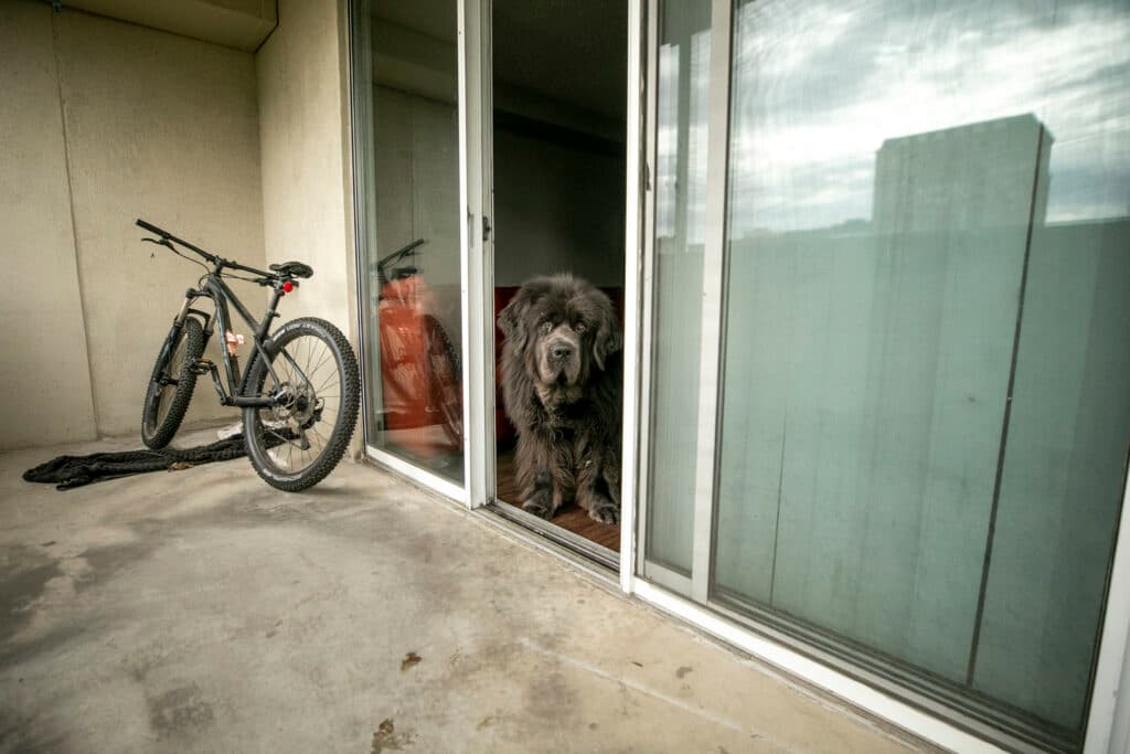 An enormous fluffy dog stares out of a sliding patio door, looking right at a camera with a curious expression.