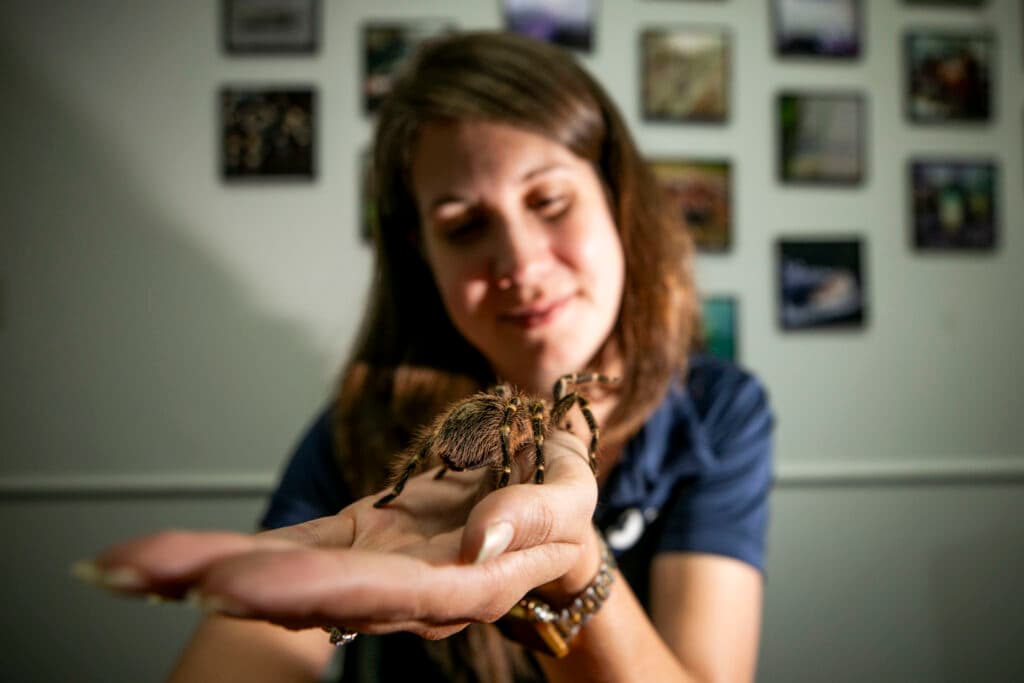 A woman looks lovingly at big, hairy and brown tarantula in her hand.