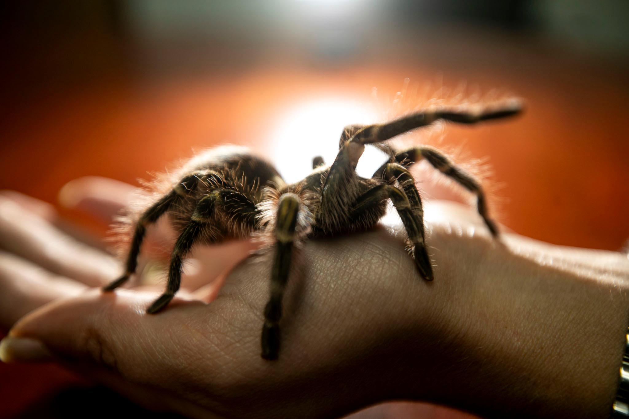 A big, hairy and brown tarantula, with golden stripes along her arms and back, sits in a human's hand.