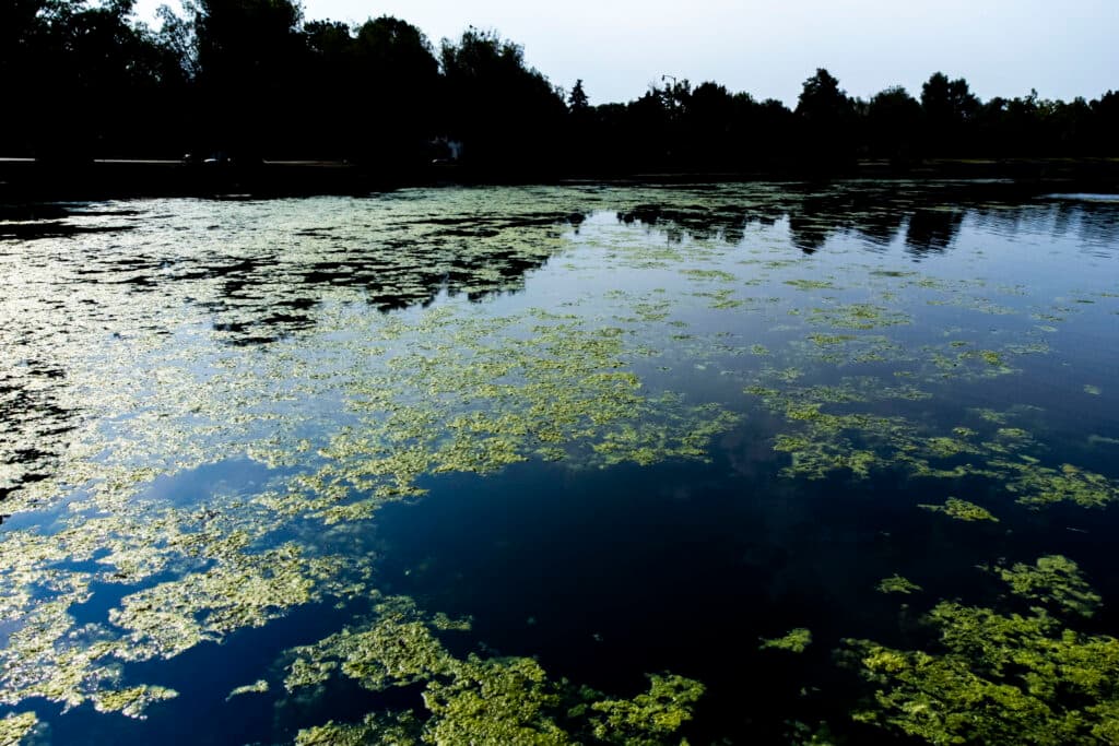 Bright green algae sits on a still blue lake; the horizon is lined by silhouetted trees.
