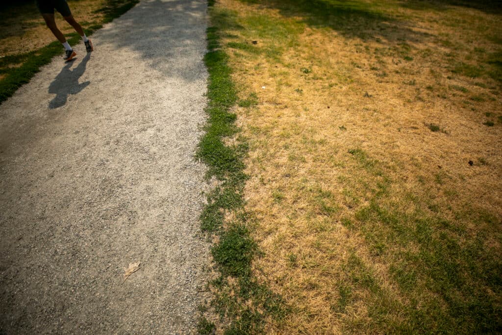 A look down at a running path and some grass, which is mostly yellow. The border between them cuts the frame in half down the middle; a jogger enters from the left.