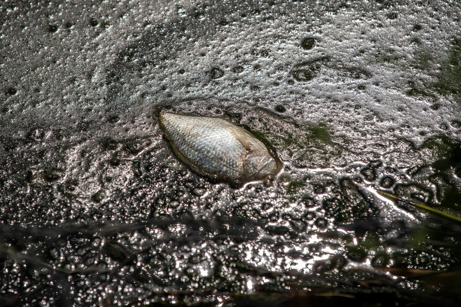 A dead fish floats in the water of Sloan's Lake.