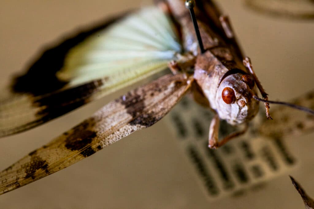 A close-up of a grasshopper pinned to a white board. Its eye is a big red globe attached to its face.