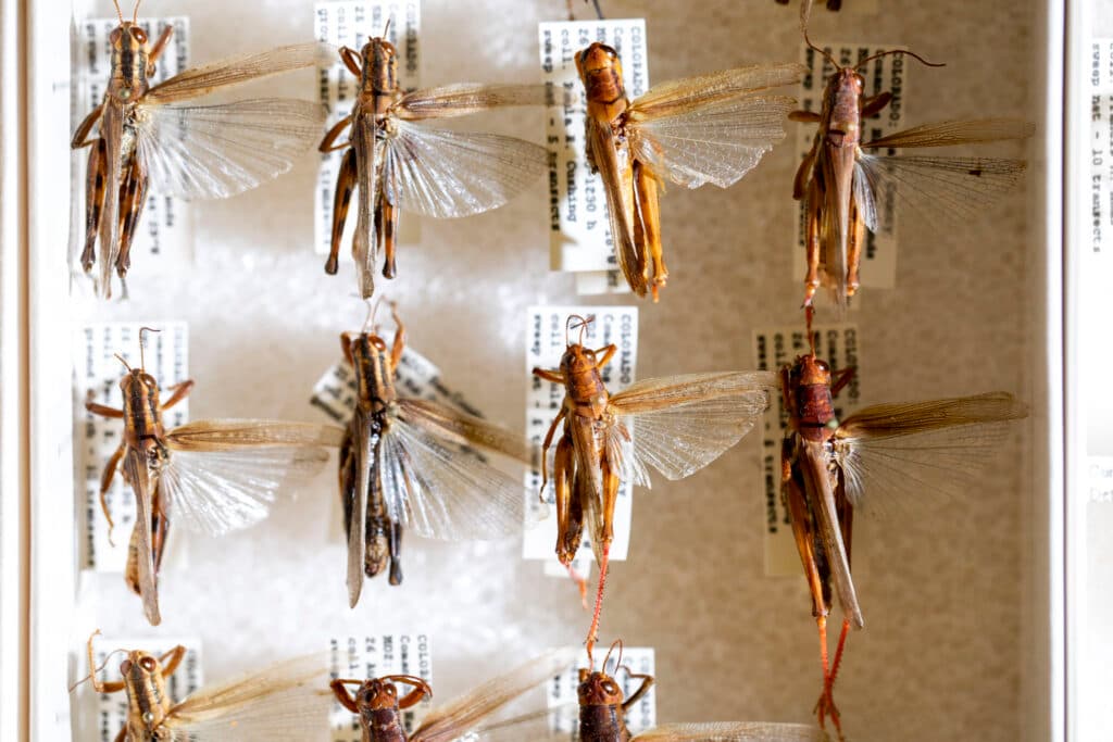 A top-down view of grasshoppers pinned to a white board, each with a little typed piece of paper beneath them.