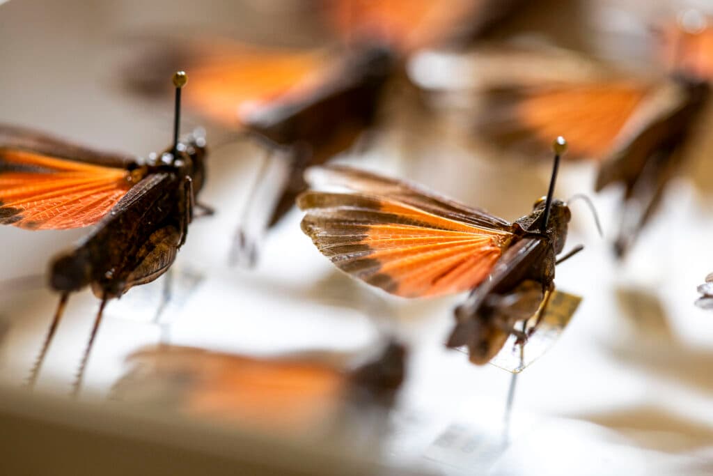 Rows of grasshoppers are pinned to a white board. Their left wings are extended, revealing a vibrant red hue.