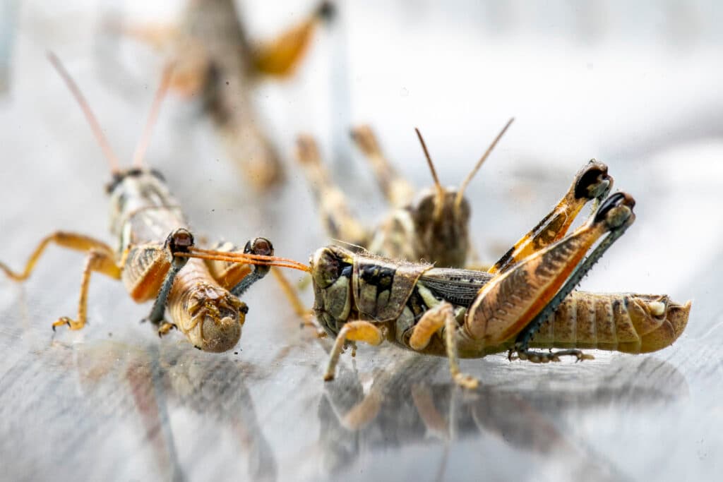 A close-up of four grasshoppers, mostly colored in yellow and orange hues, with electric blue streaks down their legs.