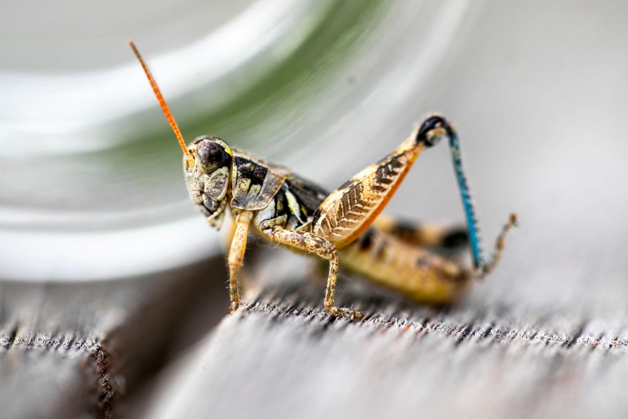 A close-up of a grasshopper, it's mostly colored in yellow and orange hues, with an electric blue streak down its legs.