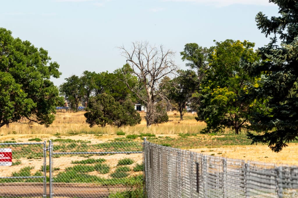 A mostly yellow field with mostly living trees on it, and one prominent dead one. A fence is visible in the bottom of the frame, blocking entrance.