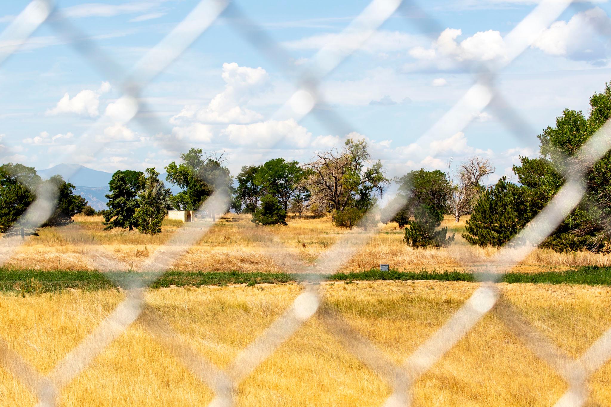An out-of-focus fence in the foreground patterns the image of a mostly yellow field, with trees rising on the horizon.