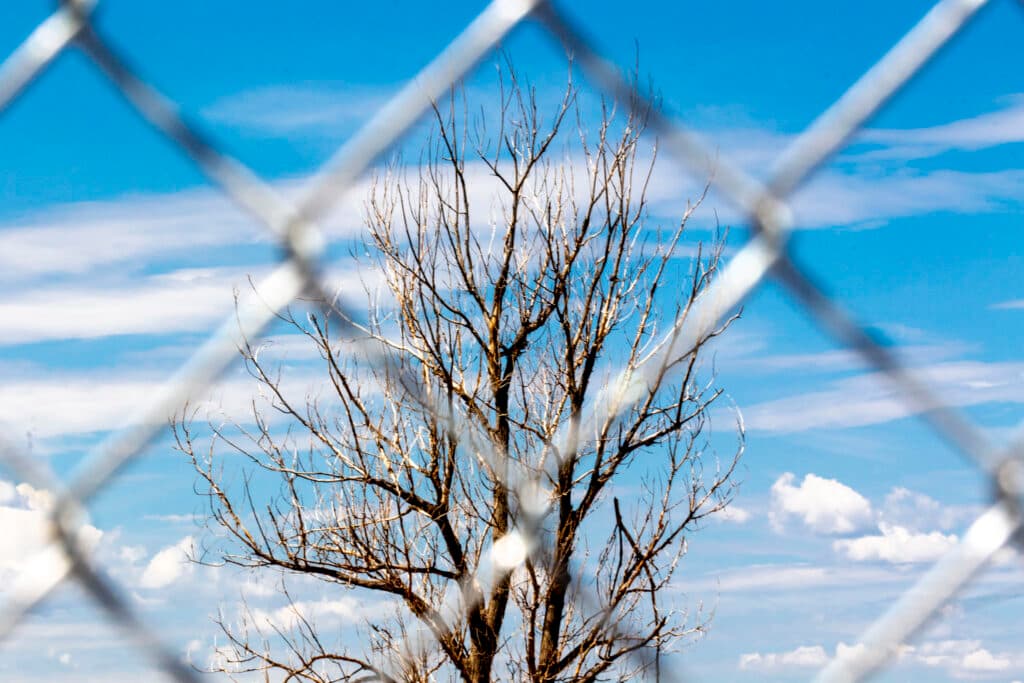 An out-of-focus fence in the foreground patterns the image of a dead tree and a vibrant blue sky.