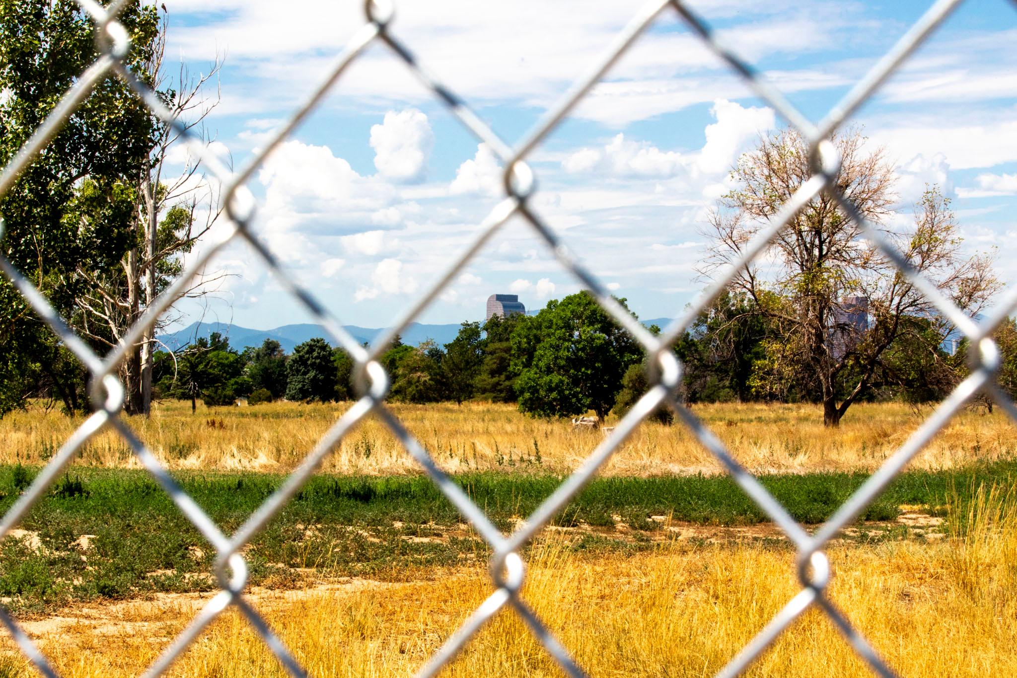 An out-of-focus fence in the foreground patterns the image of a green and yellow field with trees rising on the horizon. Behind them, we can see the top of Denver's curving "cash register" building.