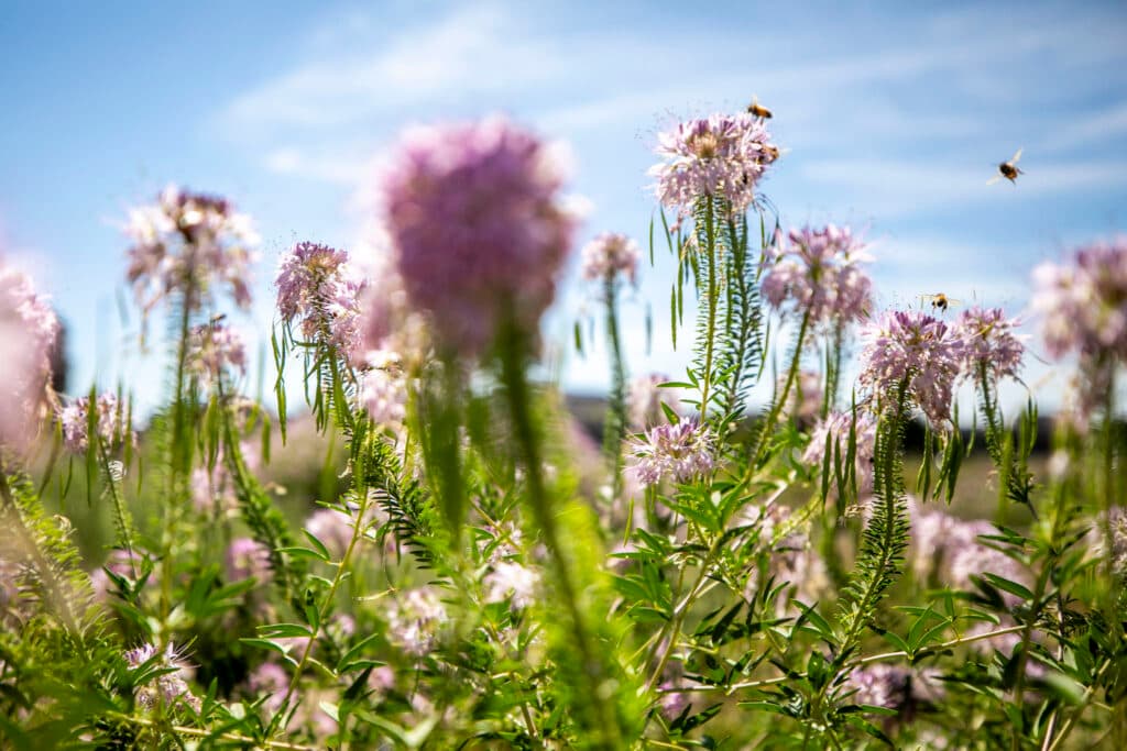 An eye-level view of pink flowers on green stems under a blue sky. Bees fly around them.