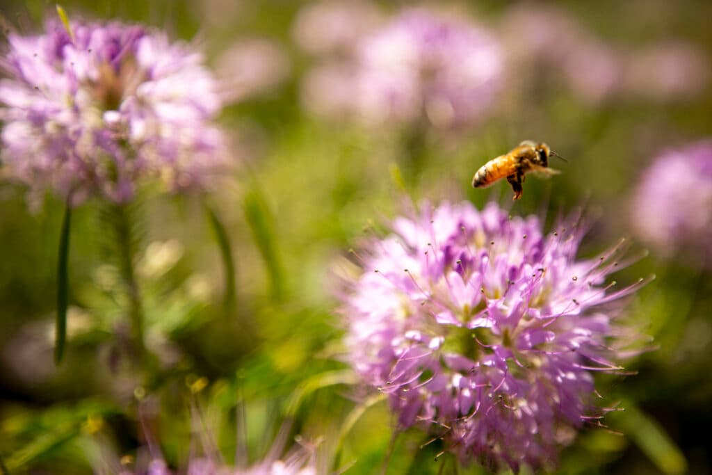 A close-up of a pink flower, in front of a blurry green background. A yellow bee flies off the thin, spindly petals.