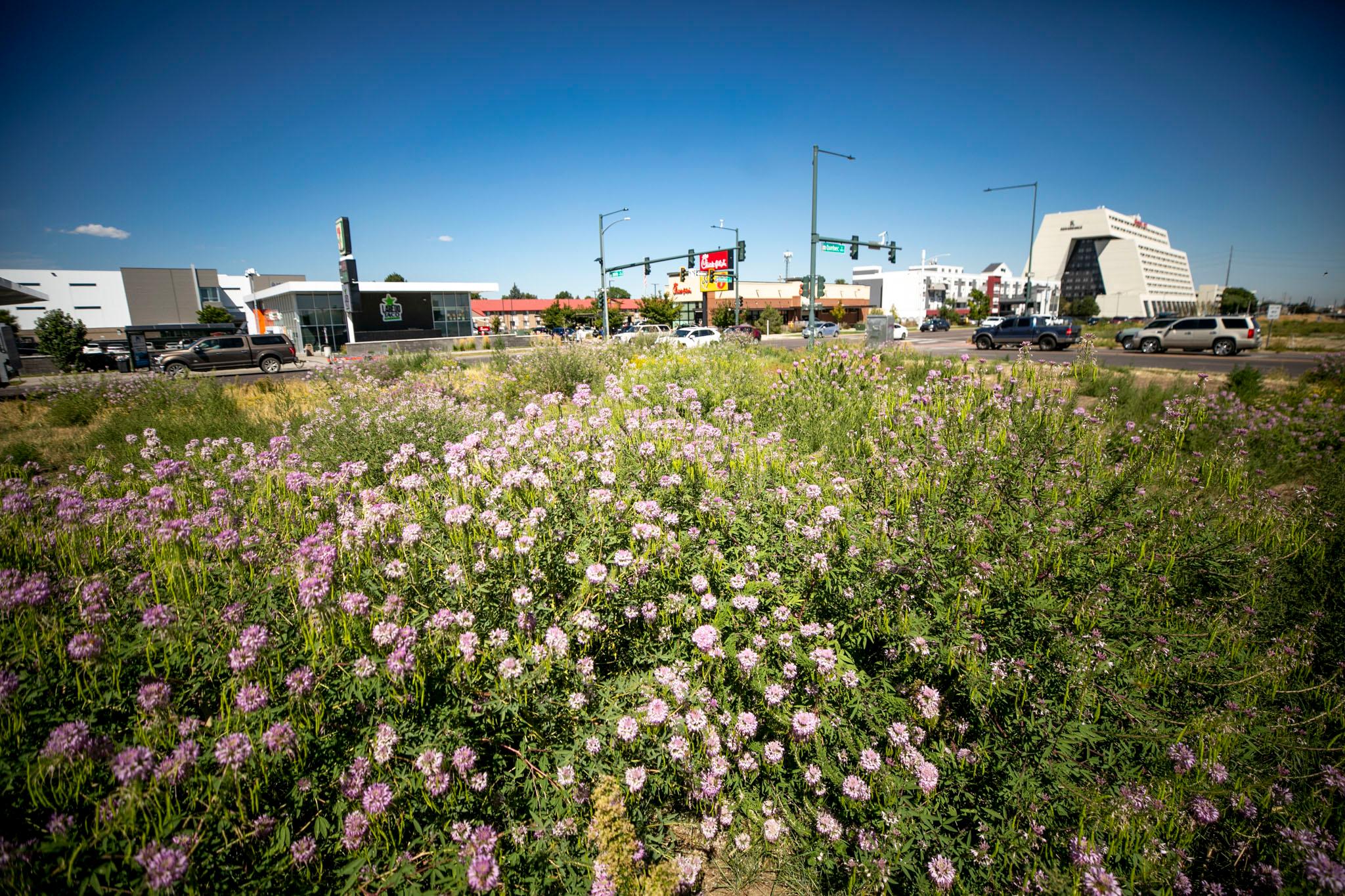 Pink flowers over a green little meadow; cars pass by not far in the background; there's a 7-Eleven and Chick-Fil-A back there, too.