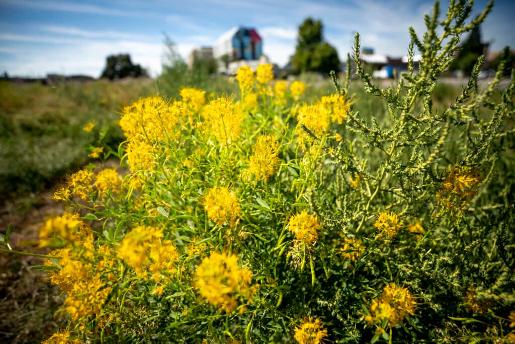 A close up of a green bush covered with bright yellow flowers.