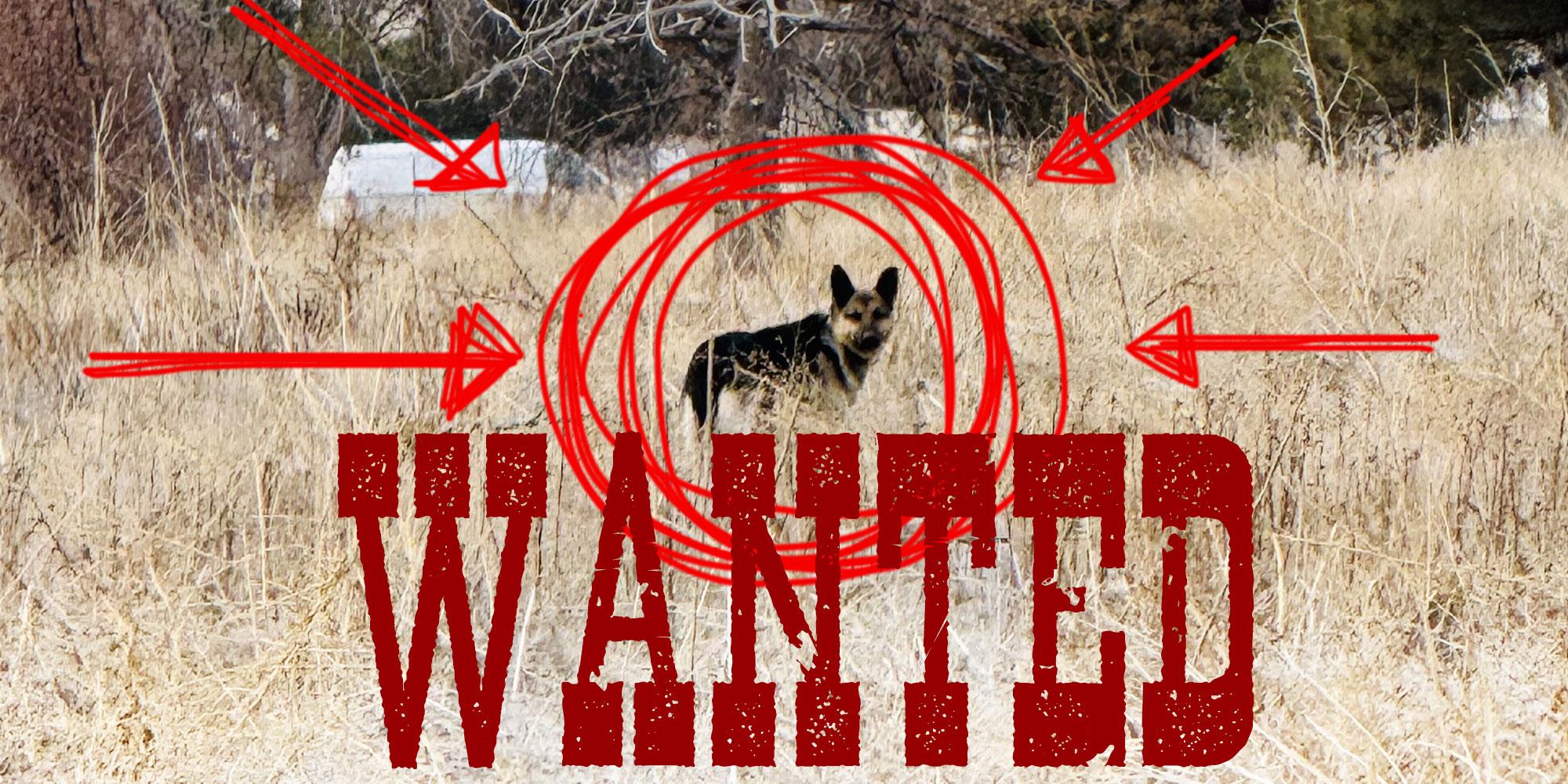 A photo taken from a distance of a medium-sized dog with German Shepherd features. Denverite has circles the dog in red pen and put "WANTED" text over the photo.