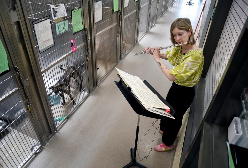 On the right side of the image, a white woman with a blonde bob plays the flute. She wears a green and white patterned top with black pants and pink sneakers. On the left hand size, dogs watch and listen from a row of tall cages.