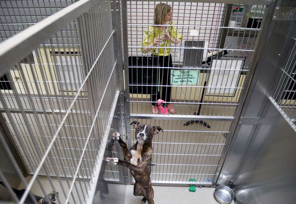 This photo looks out from the inside of a dog cage. Inside, a medium-sized dog with brindle fur and floppy ears jumps up toward the photographer. On the outside, a white woman with a blonde bob plays the flute.