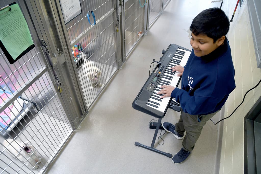 On the right side of the photo, a tween boy with short black hair smiles as he plays a keyboard. He wears a big blue crewneck sweater, grey pants and blue sneakers. On the left side, two small white dogs watch and listen from their cages in a row.
