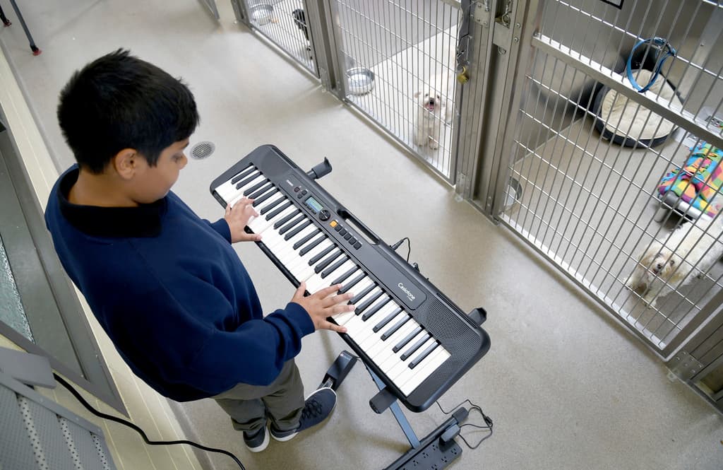 On the left side of the photo, a tween boy with short black hair looks down as he plays a keyboard. He wears a big blue crewneck sweater, grey pants and blue sneakers. On the right side, two small white dogs watch and listen from their cages in a row.
