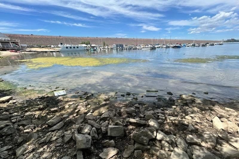 Several large bunches of algae in shallow blue water just off a rocky shoreline. There's a small marina filled with boats in the background.