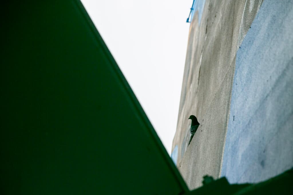 A pigeon perches on the wall in the shadow of the viaduct, above the mural.