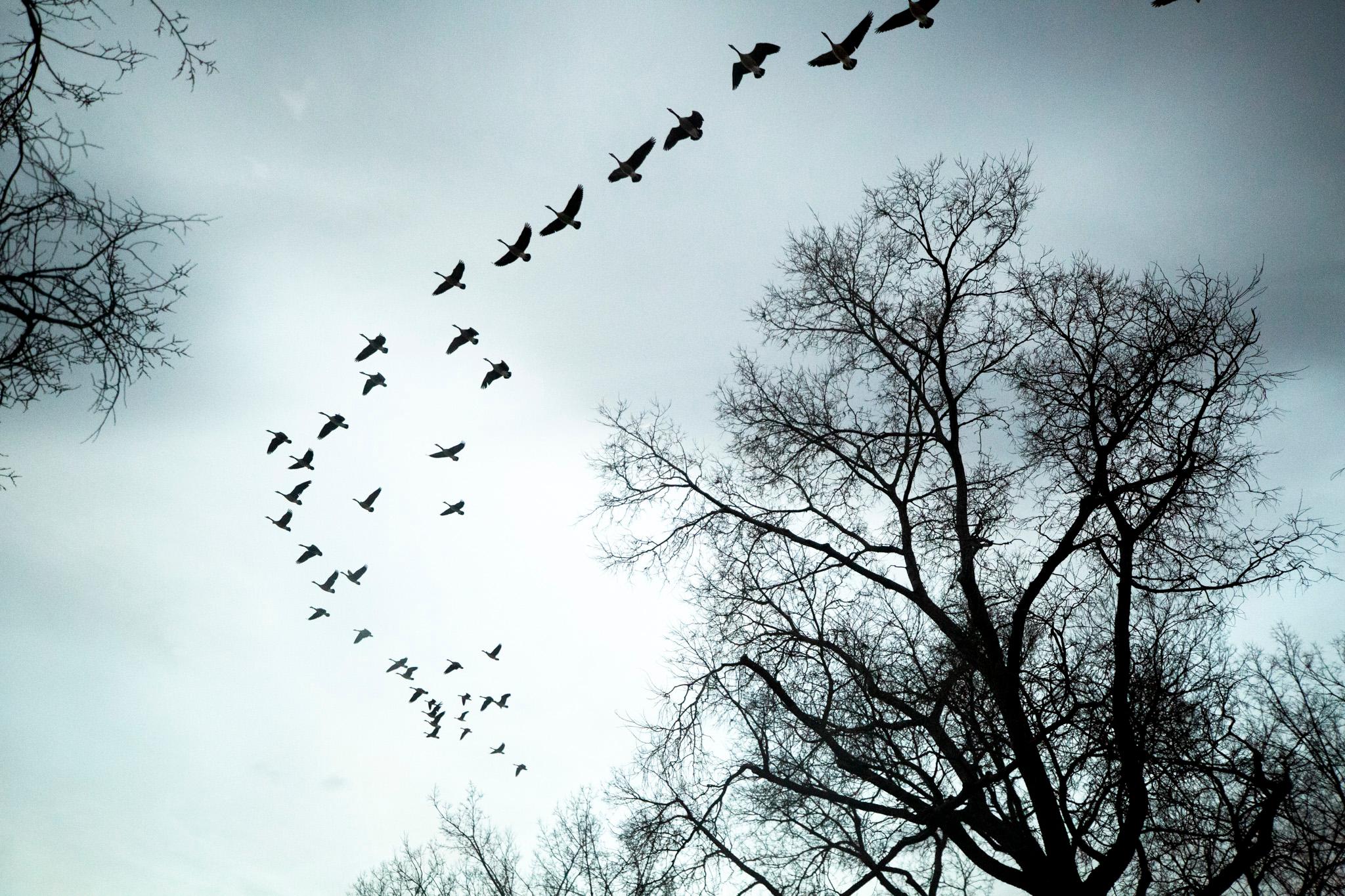 A flying V of geese silhouettes flies over craggy leafless trees. The whole scene looks a little bleak, in a wintery way.