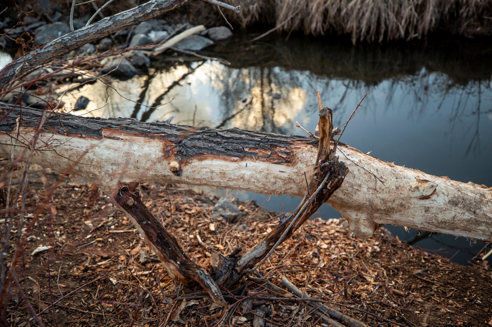 A felled tree sits above a reflective creek, mostly stripped of its bark.