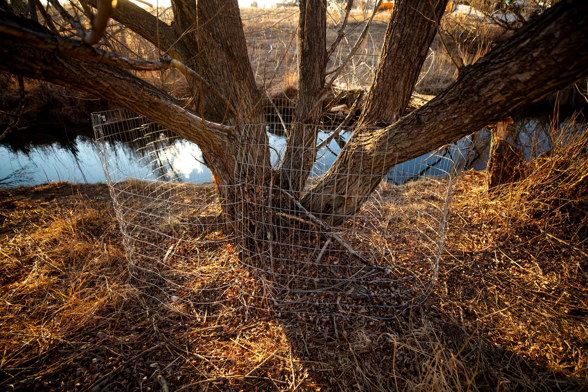 A metal fence is wrapped around a thick, many-branched tree above a reflective blue creek.