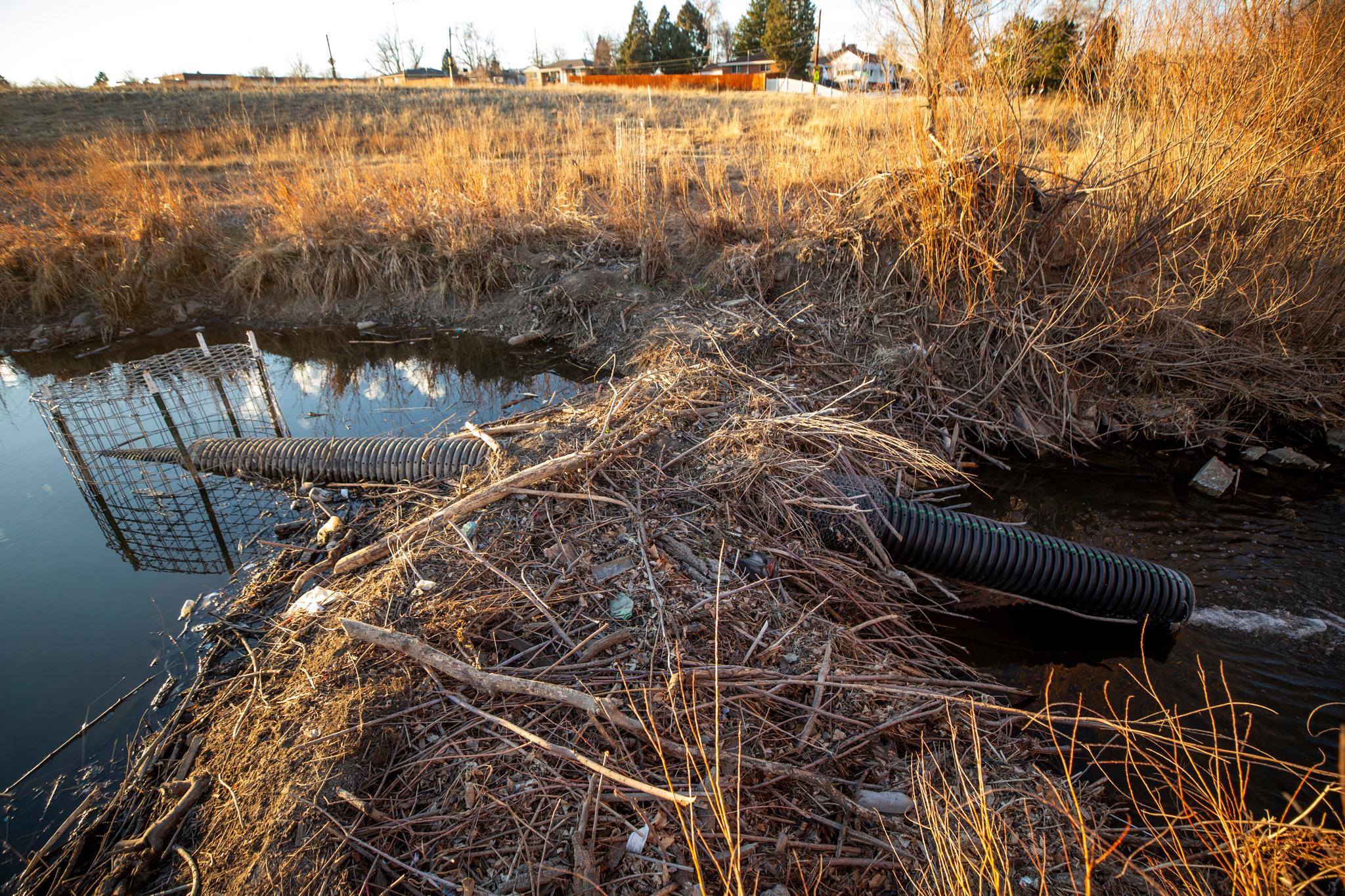 Warm light from the setting sun shines over a heap of sticks laying across a reflective blue creek. A black plastic tube juts through the mound.