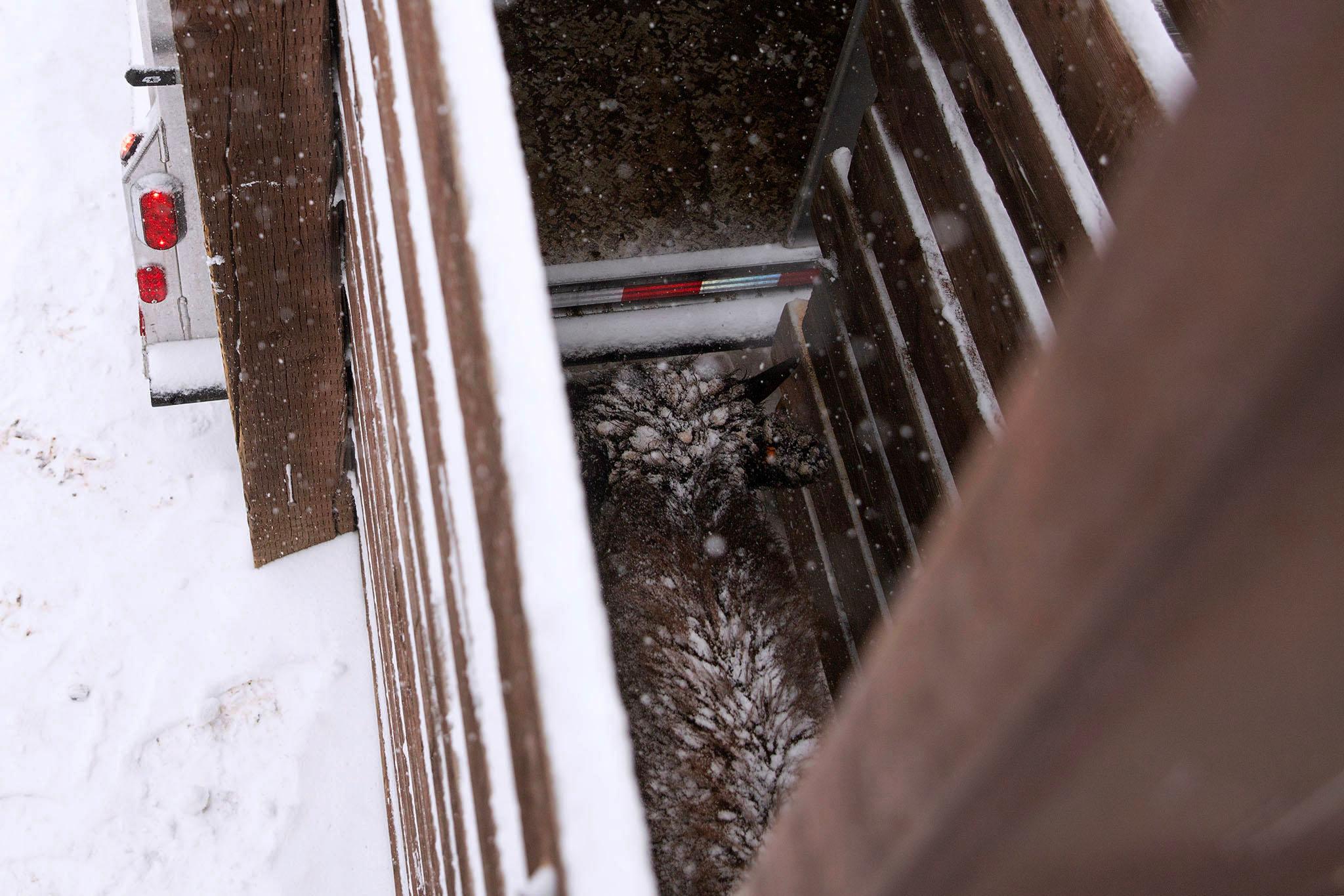 A view down into a wooden chute, which a snow-covered bison lumbers through. The ground outside is covered in snow.