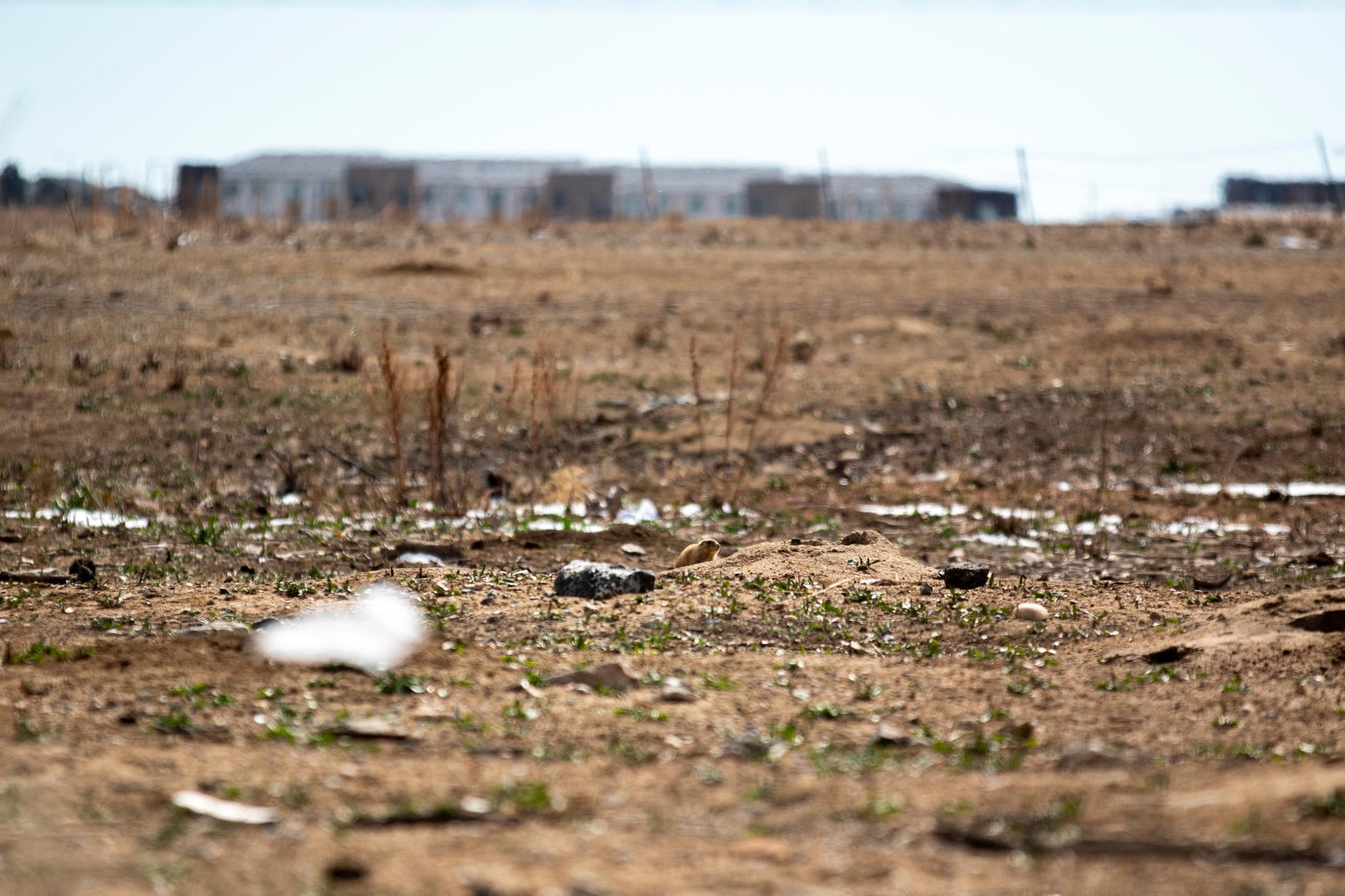 A fluffy little prairie dog sits in a field of dirt. Housing can be seen way in the distance.