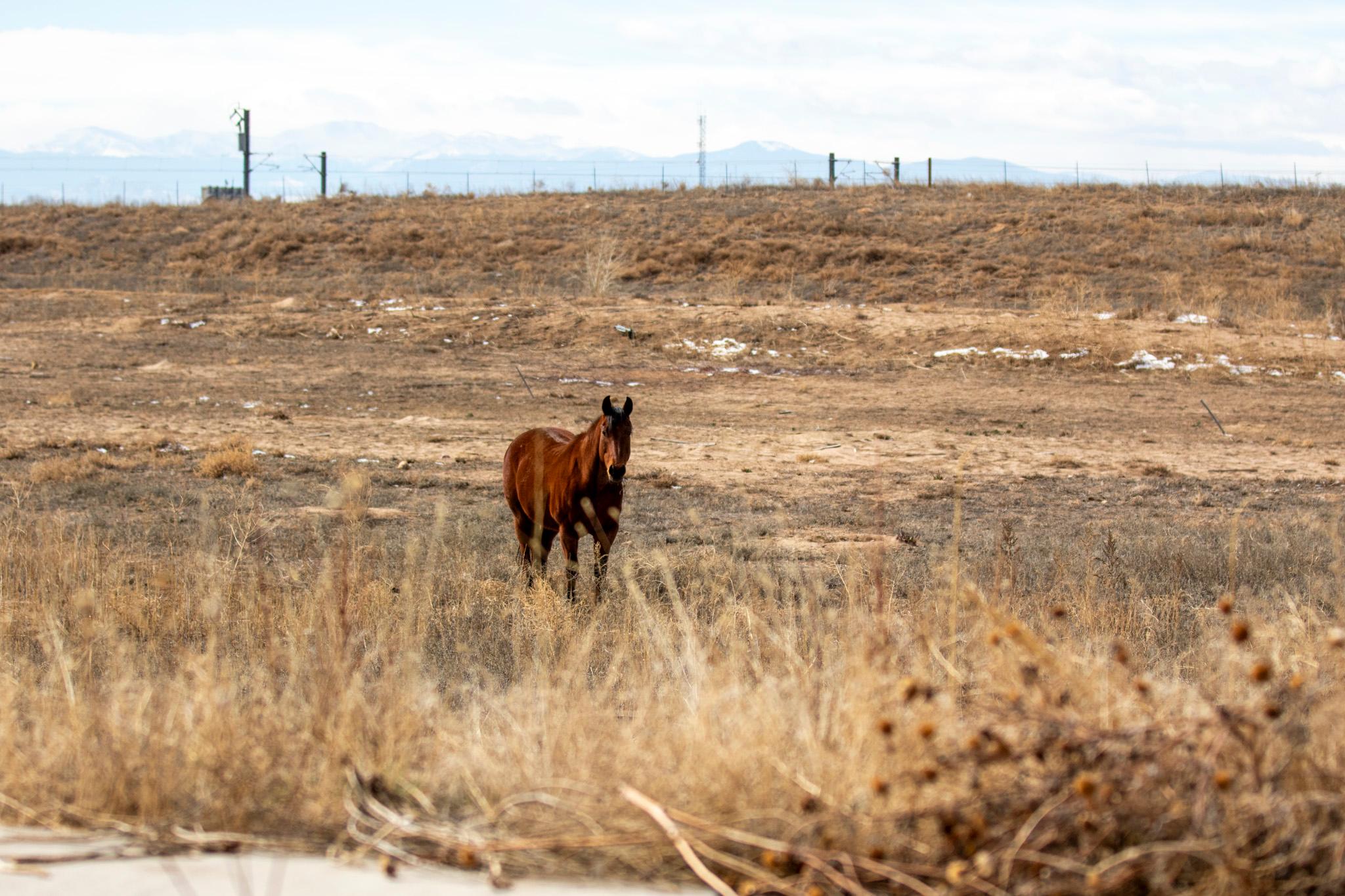 A brown horse stands in a field of yellow grass. Blue mountains rise in the distance.